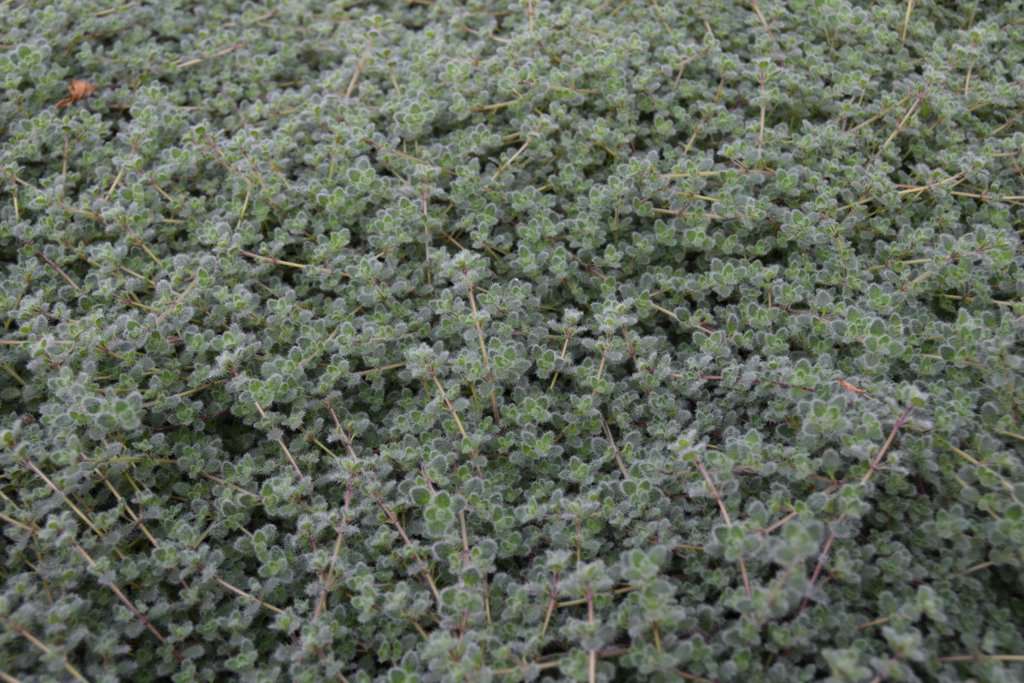 Thymus pseudolanuginosus ---